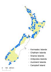 Hymenophyllum frankliniae distribution map based on databased records at AK, CHR, OTA and WELT. 
 Image: K. Boardman © Landcare Research 2016 CC BY 3.0 NZ